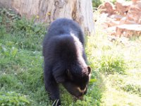 Jersey Zoo 7-09-17